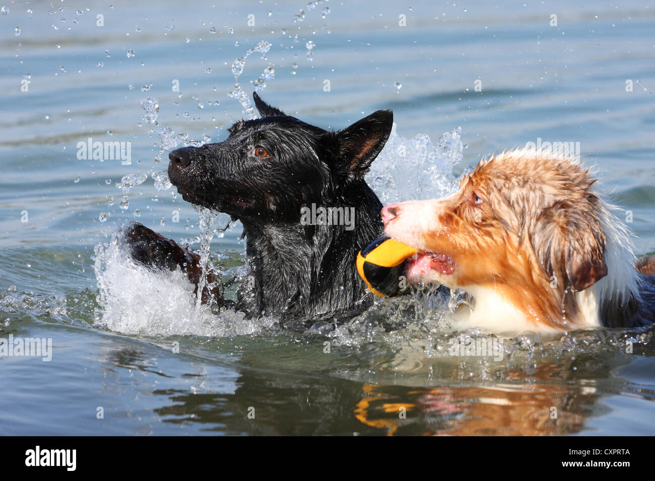 suonare da cani Foto Stock