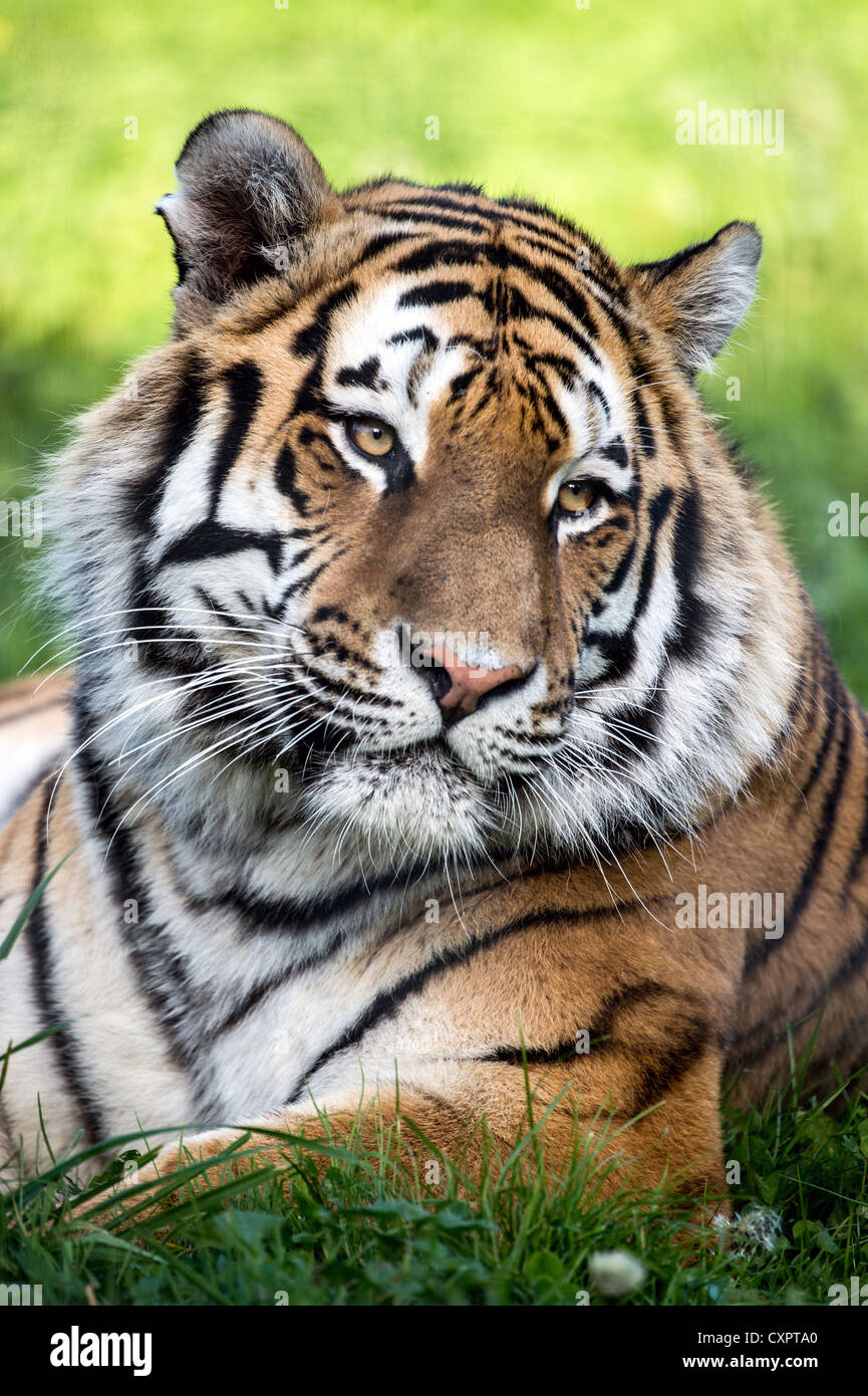 Ritratto di Tiger che dettaglia la testa e spalle Foto Stock