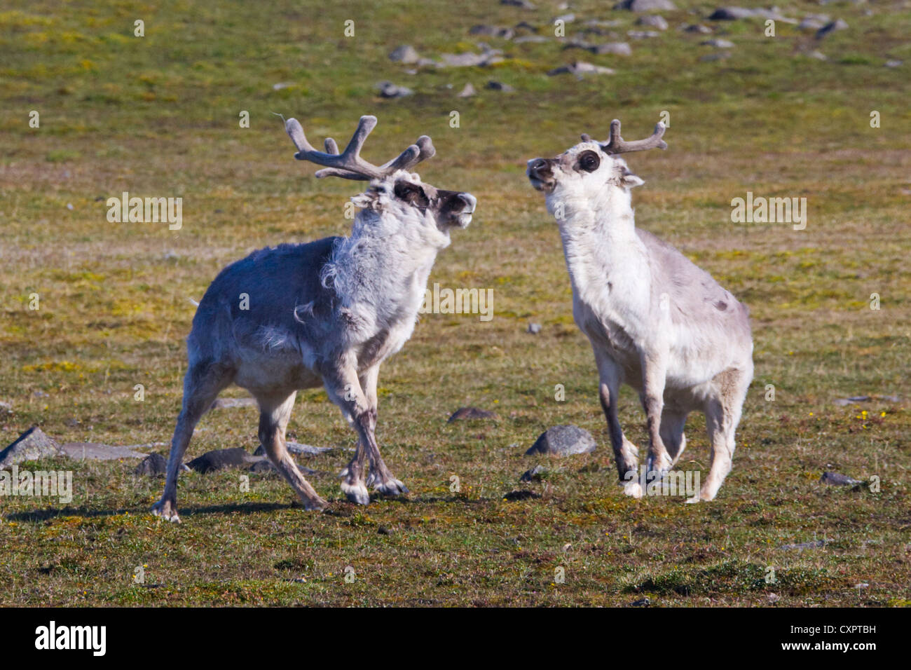 La renna sull'isola, Diskobukta, Edgeoya, Spitsbergen, Norvegia Foto Stock