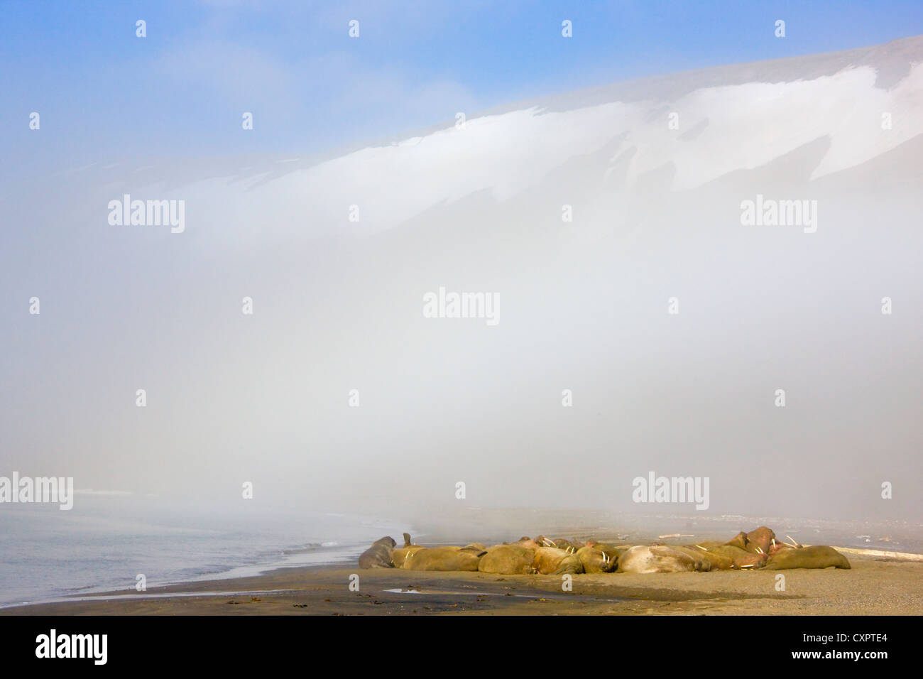 Trichechi sulla spiaggia nella nebbia, Diskobukta, Edgeoya, Spitsbergen, Norvegia Foto Stock