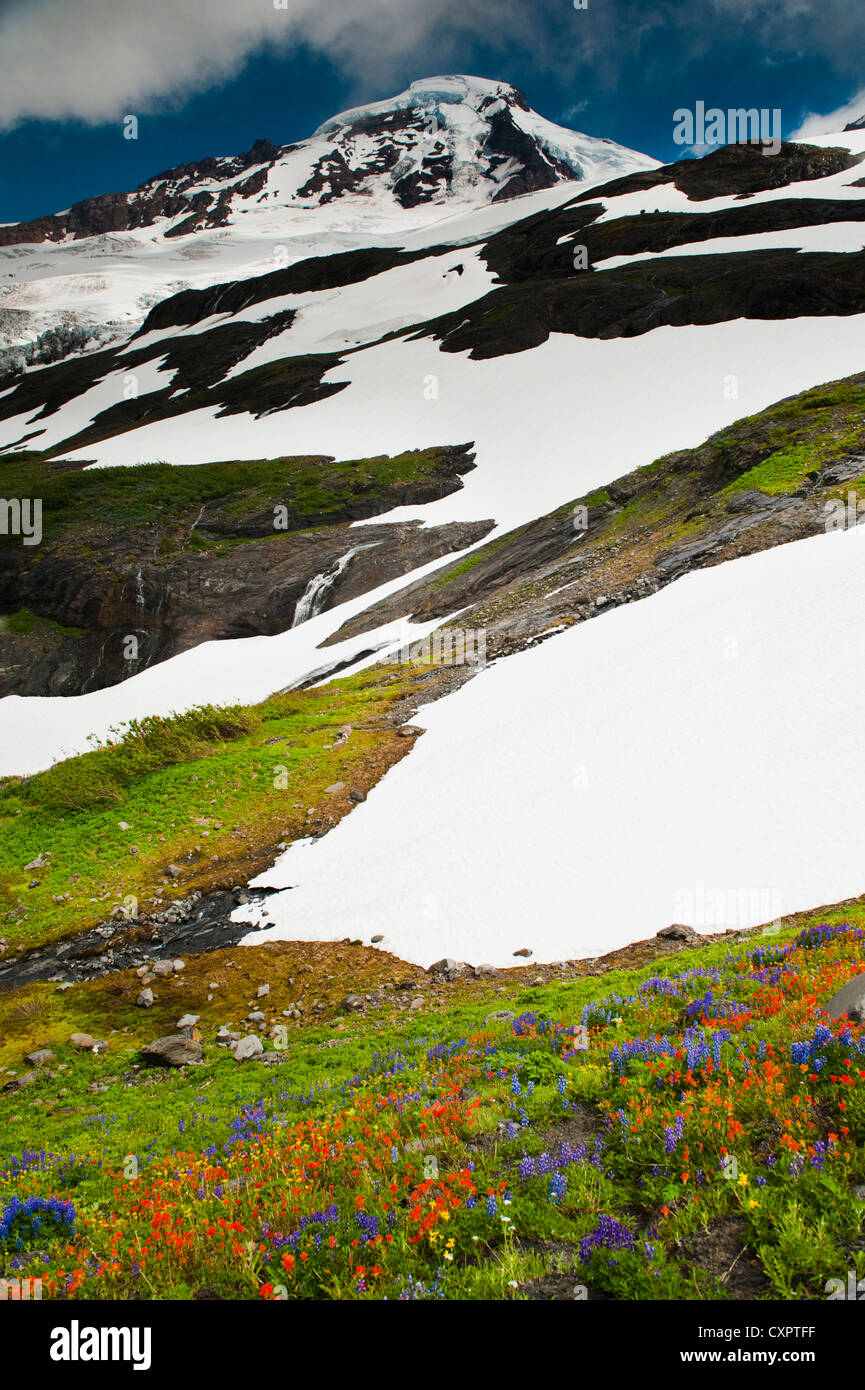 Tappeto di fiori di campo base del Mt. Baker, Washington, Stati Uniti d'America. Lupino pennello indiano e il giallo Aestri sono abbondanti. Foto Stock