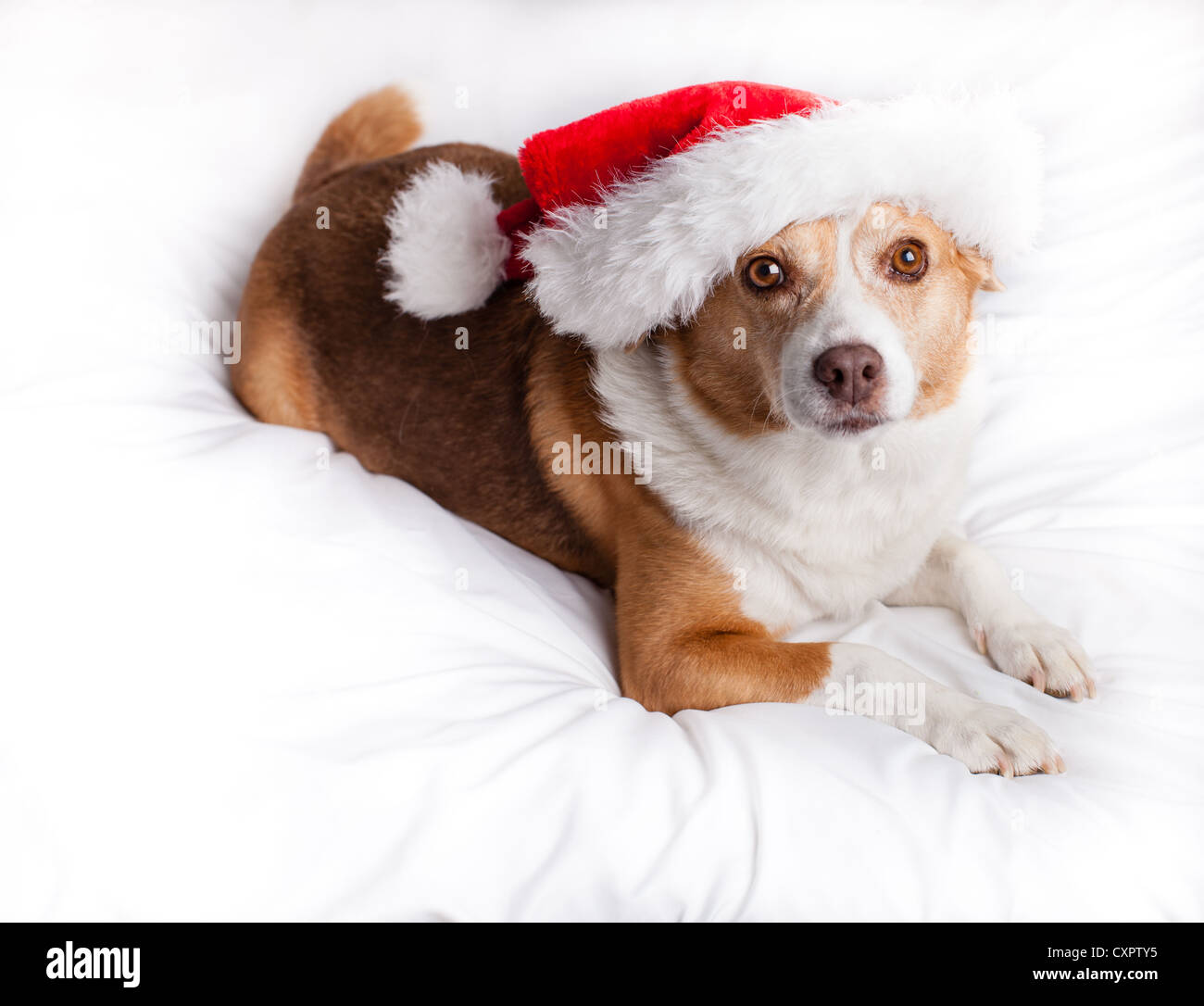 Carino il cane di salvataggio guardando la fotocamera con un cappello da Babbo Natale sul Foto Stock