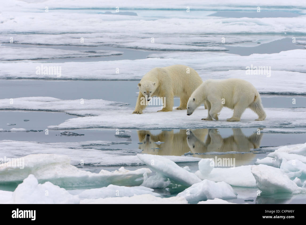 Due orsi polari su ghiaccio, Spitsbergen, Norvegia Foto Stock