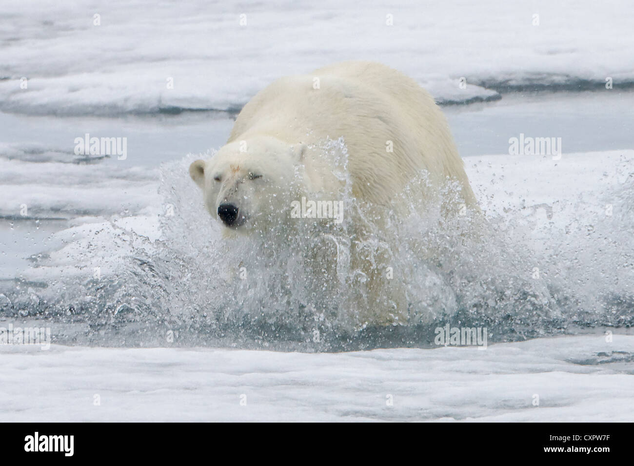 Orso polare su ghiaccio, Spitsbergen, Norvegia Foto Stock