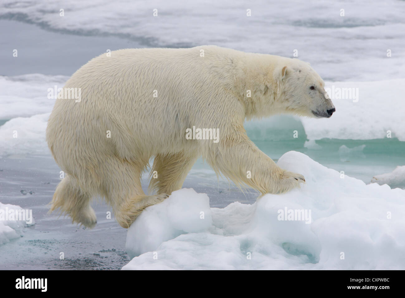Orso polare su ghiaccio, Spitsbergen, Norvegia Foto Stock