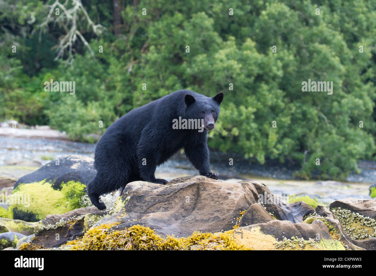 Black Bear arrampicata su roccia alla foce del fiume keogh isola di Vancouver in Canada Foto Stock