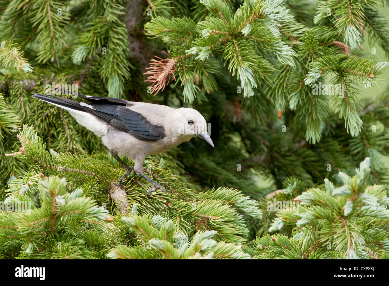 Il songbird Nutcracker di Clark, appollaiato in Spruce Tree Foto Stock