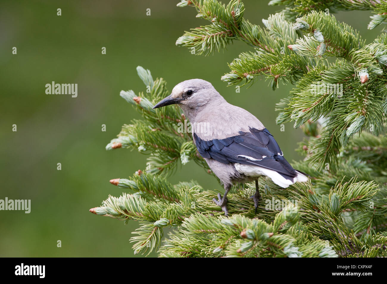 Il songbird Nutcracker di Clark, appollaiato in Spruce Tree Foto Stock