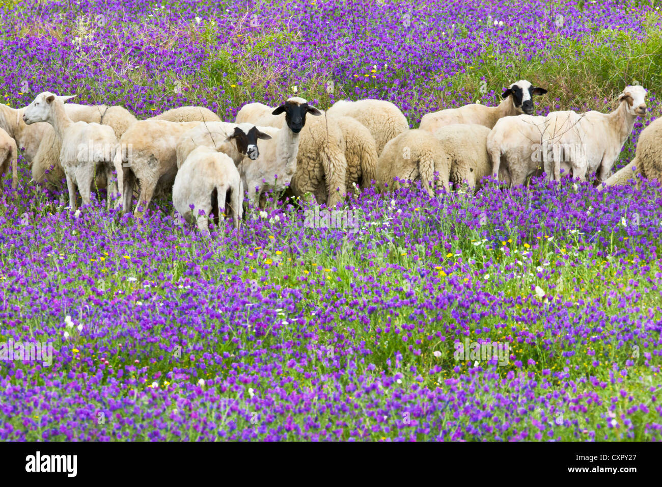 Pecora che pascola sui prati di fiori di lupino, Riff montagne, Marocco Foto Stock