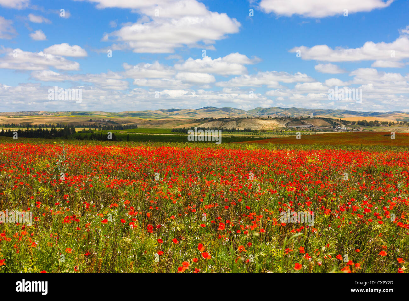 Il papavero e fiori selvatici nelle montagne di Riff, Marocco Foto Stock