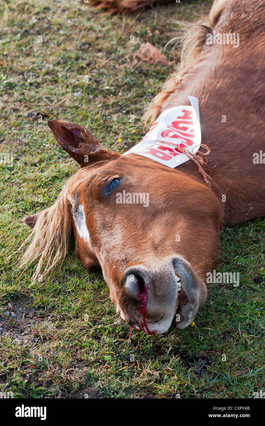Un pony è stato colpito e ucciso sulla strada da un auto o camion nel New Forest National Park, Regno Unito Foto Stock