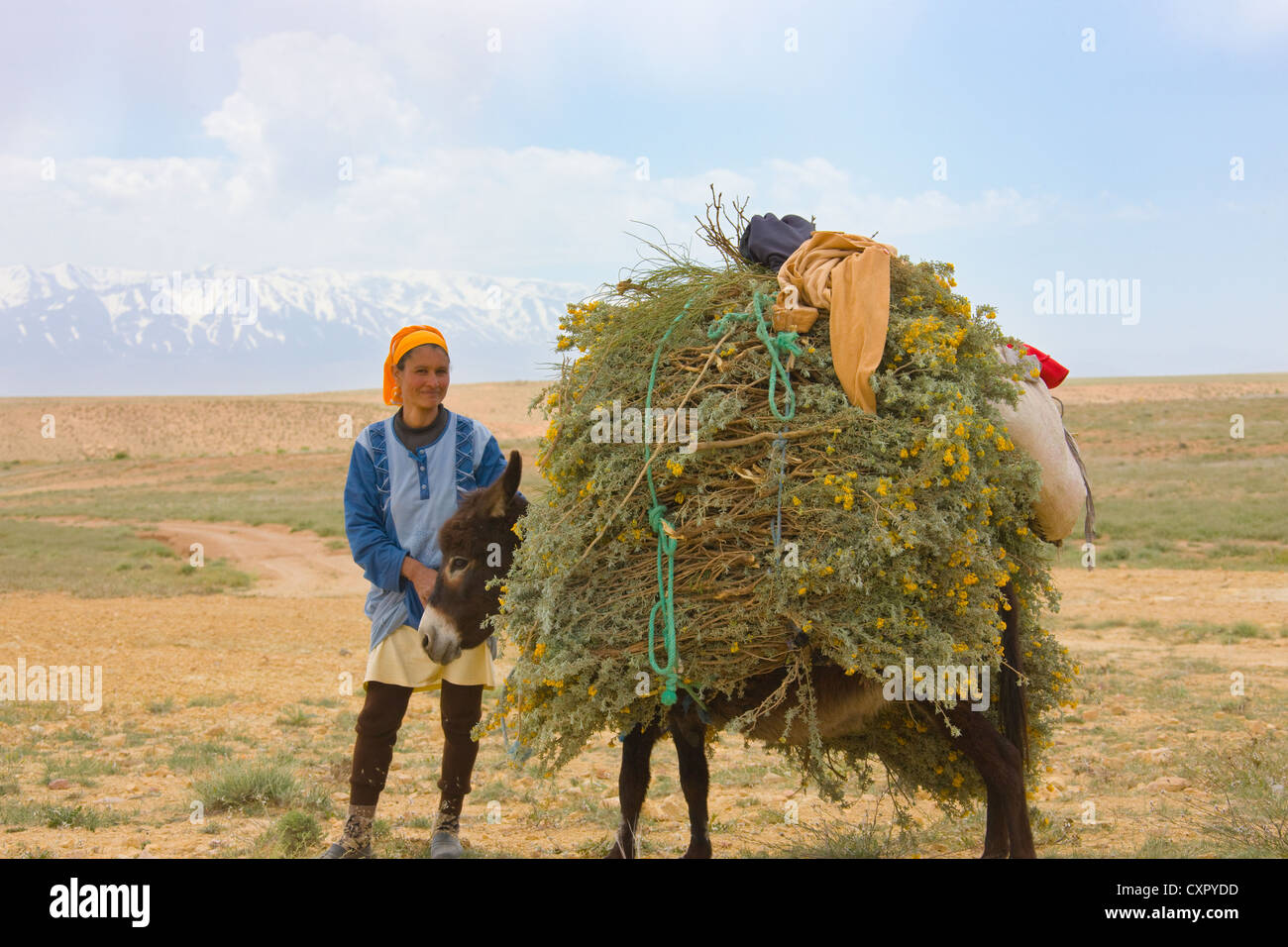 Carrello di asino, vicino a Fes, Marocco Foto Stock