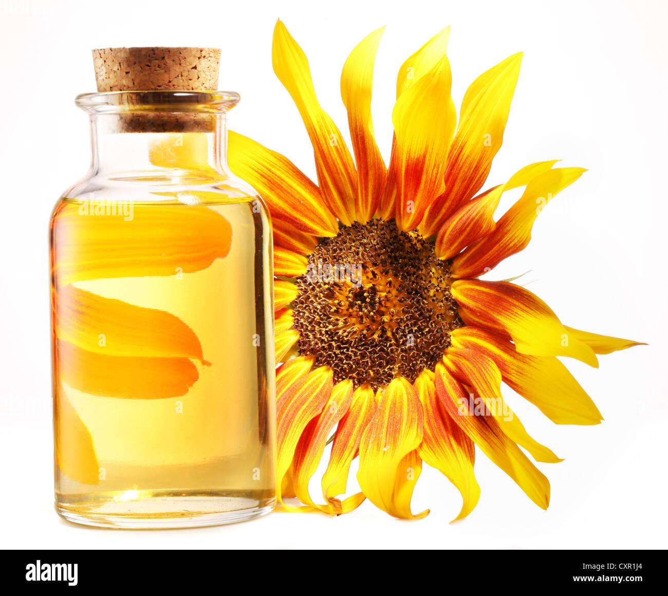 Olio da cucina in una bottiglia di vetro con girasole su uno sfondo bianco. Foto Stock