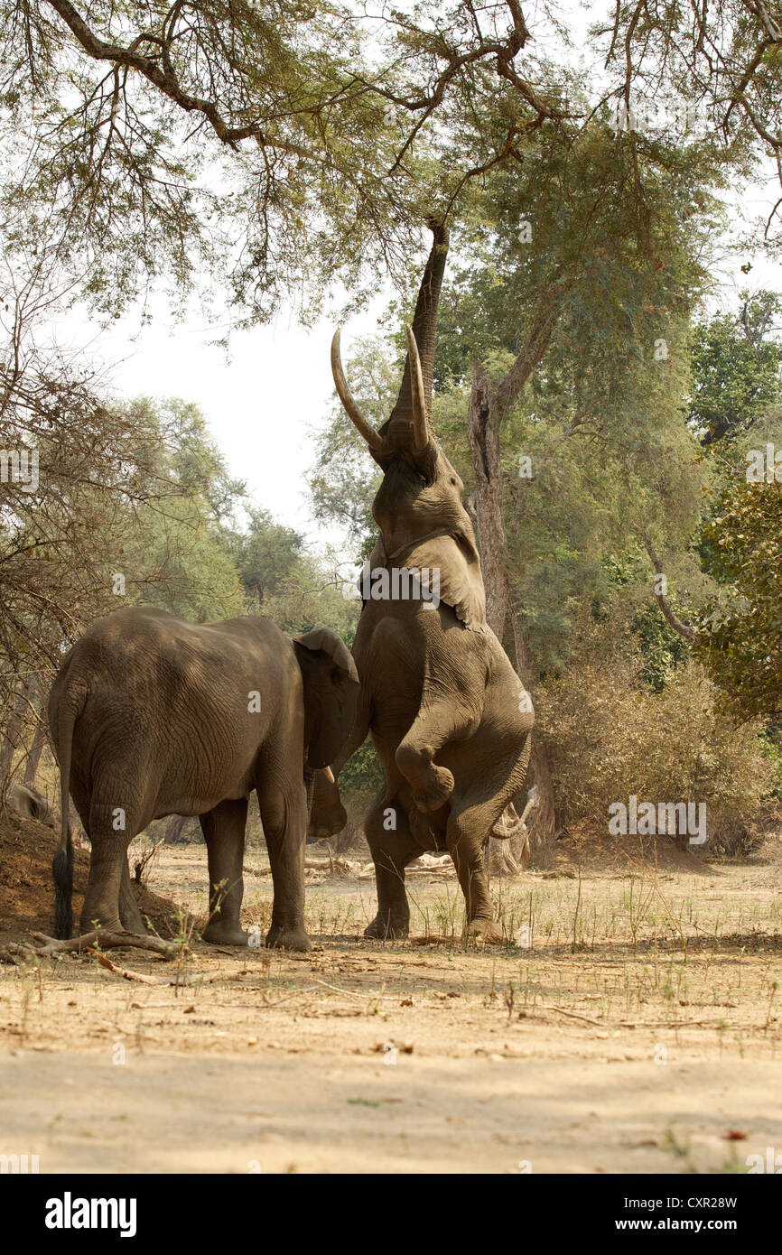 Gli elefanti africani, uno sulla schiena gambe fino ad arrivare a tree, Mana Pools, Zimbabwe Foto Stock