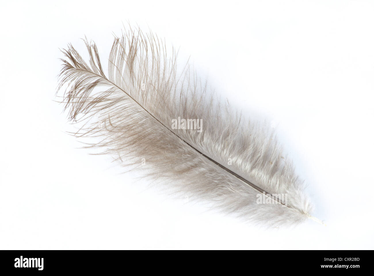 Feather isolati su sfondo bianco Foto Stock