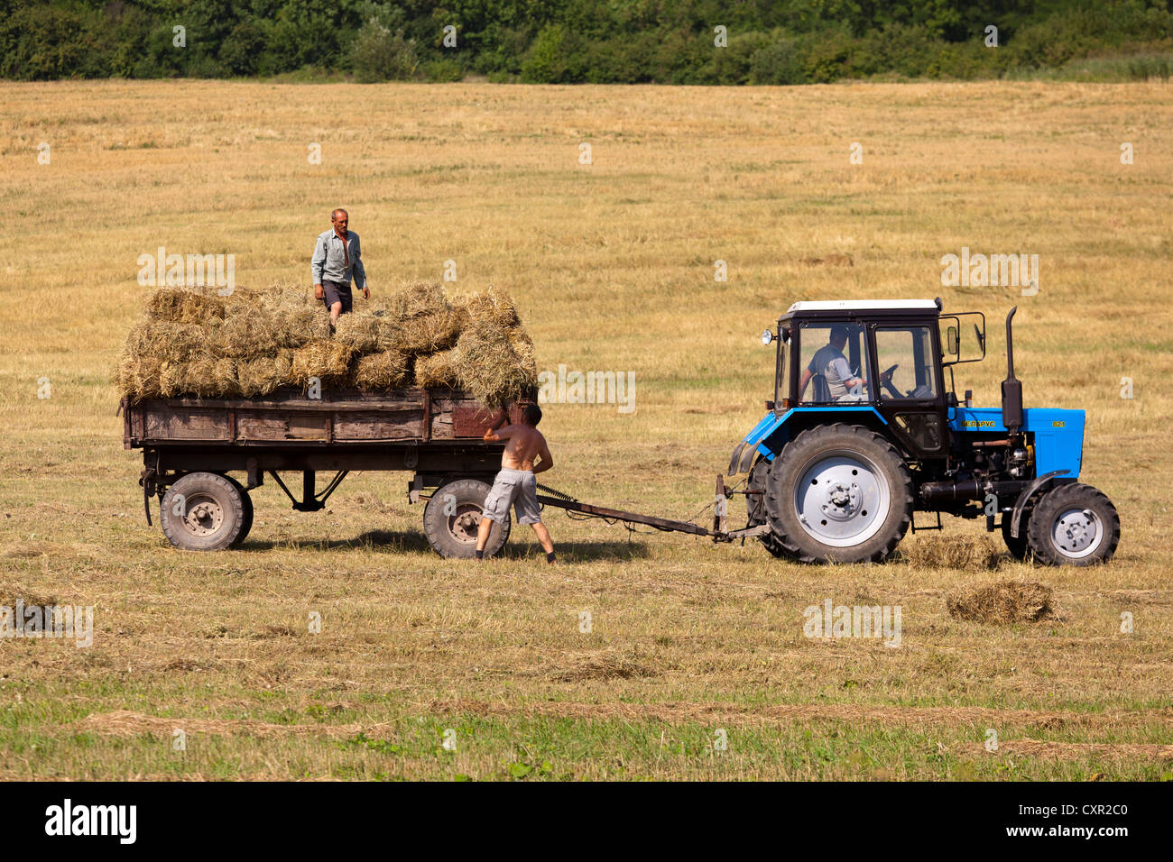 Agricoltori, trattori e raccolto di grano in Galizia, Ucraina occidentale Foto Stock