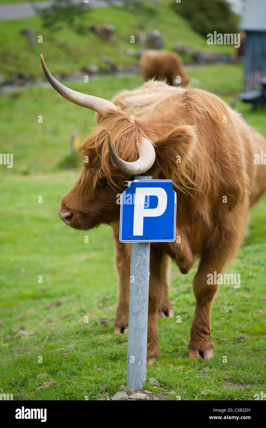 Highland bovini sfregamento contro un P simbolo di parcheggio Foto Stock