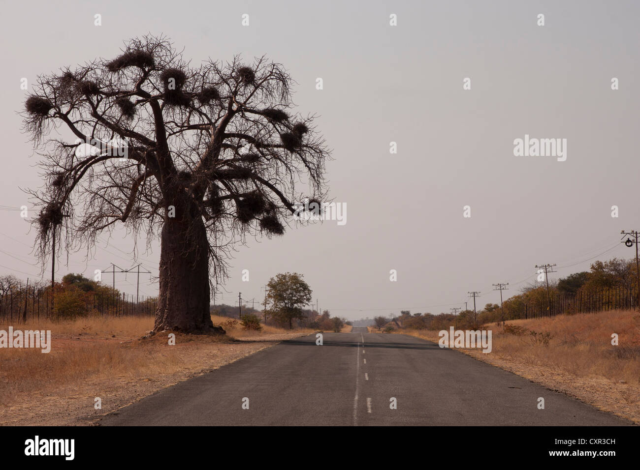 Un Baobab sul bordo di una strada, Sud Africa. Il baobab è una specie protetta nel paese la Nazionale di Mapungubwe Pa Foto Stock