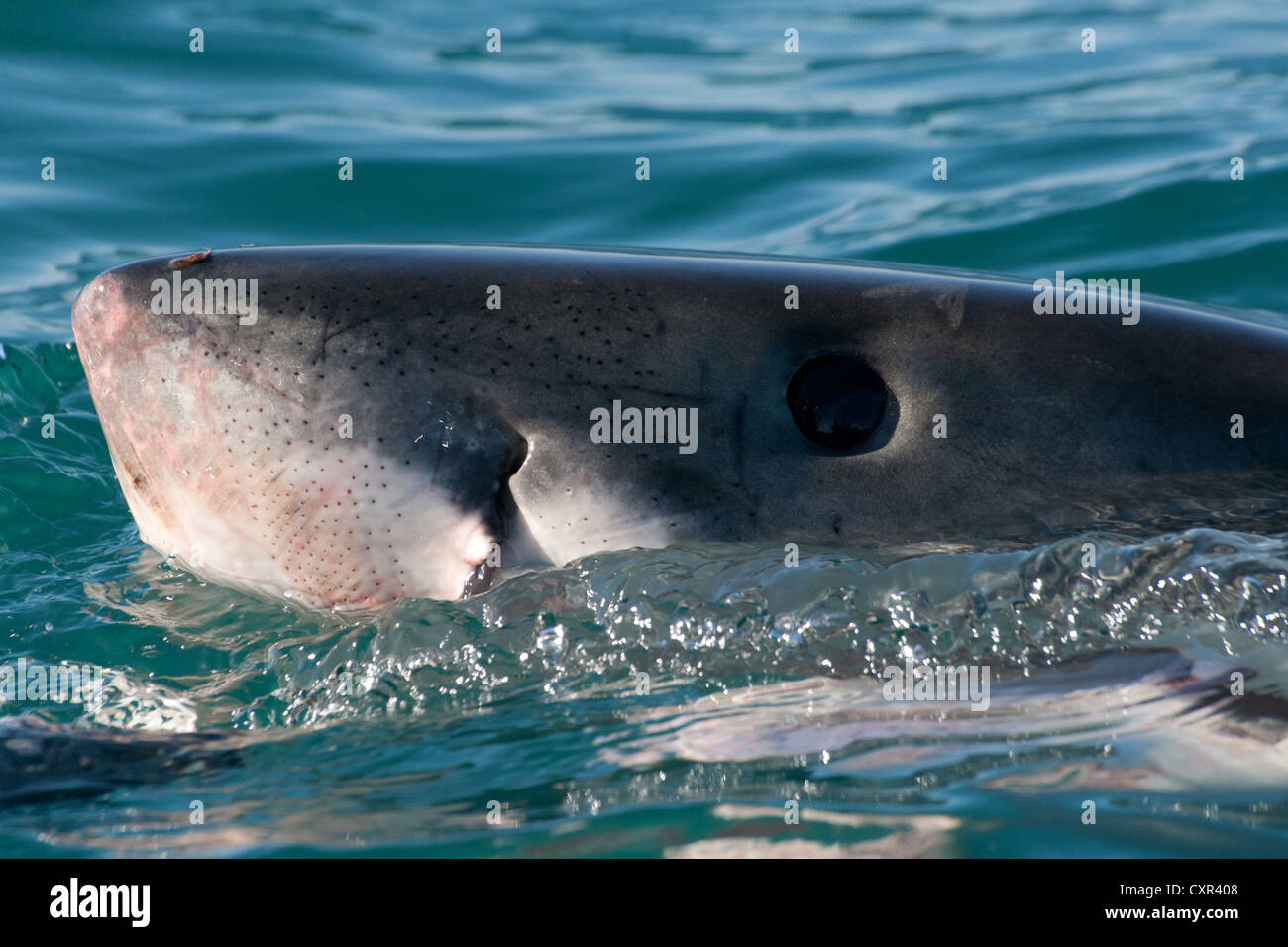 Great White Shark spy-hopping per ottenere una vista migliore di ciò che è sopra l'acqua. Gansbaai, Capo Occidentale, Sudafrica Foto Stock