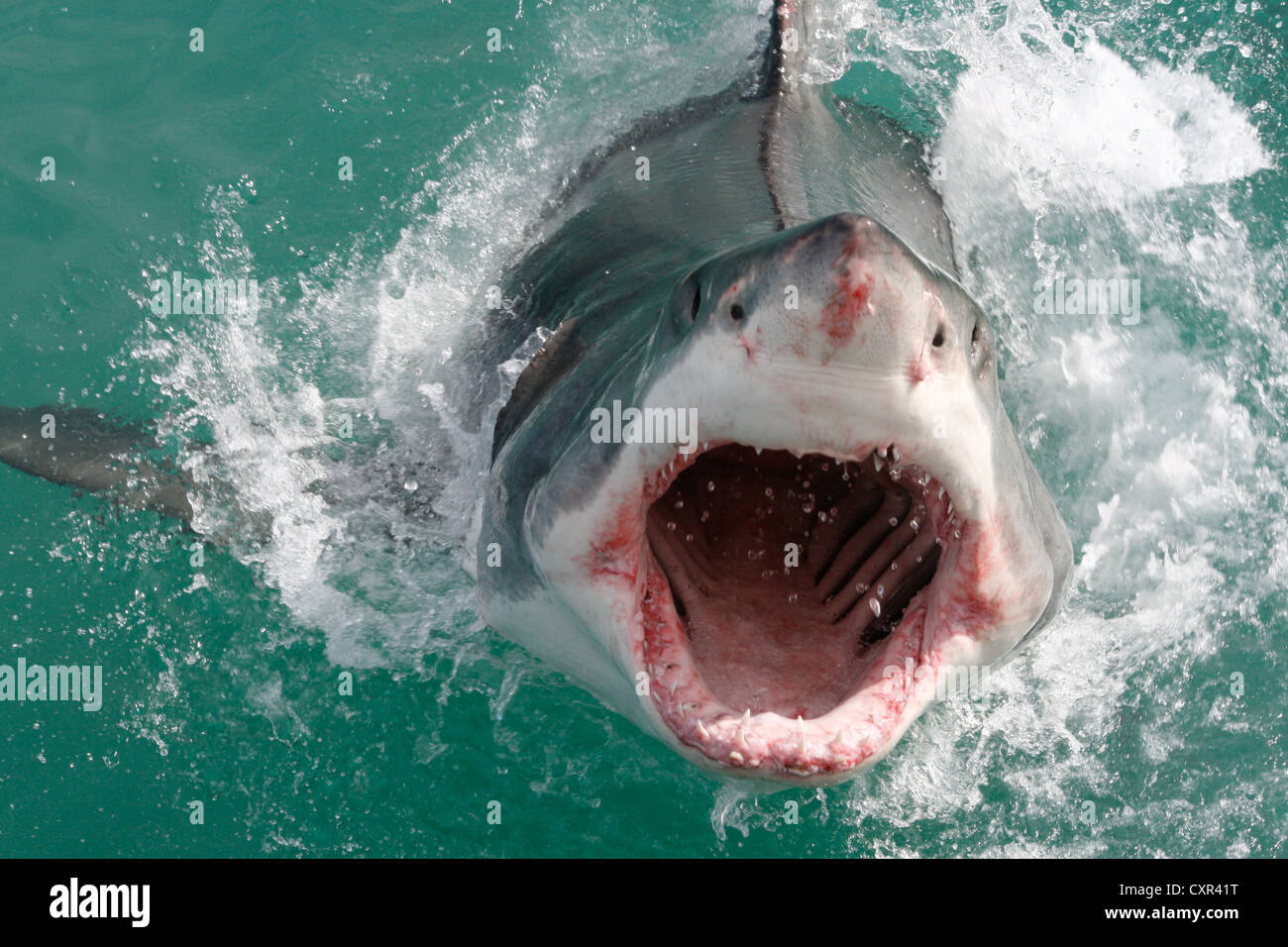 Il grande squalo bianco facendo una parziale violazione fuori dall'acqua in Gansbaai, Western Cape, Sud Africa Foto Stock