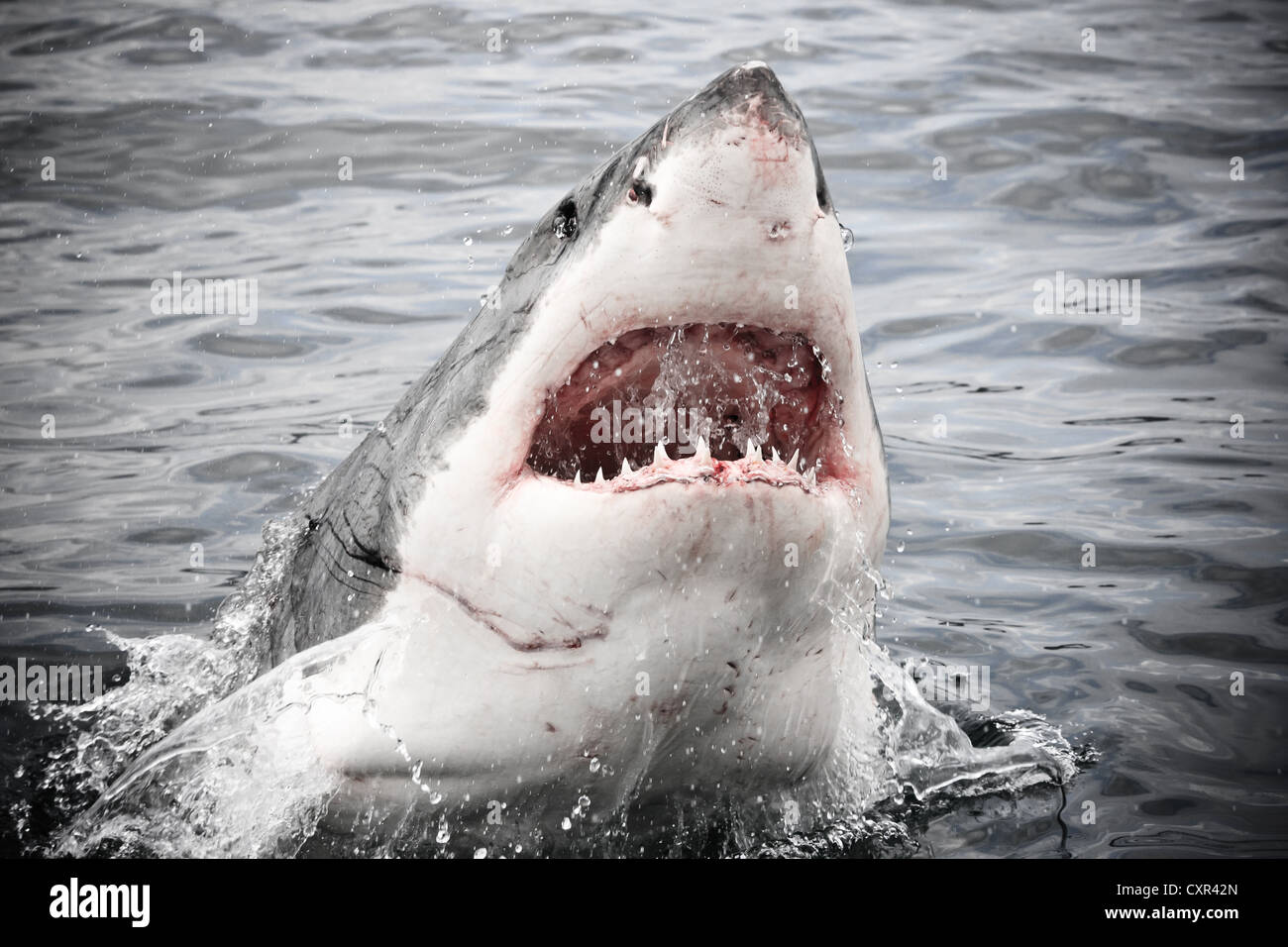 Il grande squalo bianco facendo una parziale violazione fuori dall'acqua in Gansbaai, Western Cape, Sud Africa Foto Stock