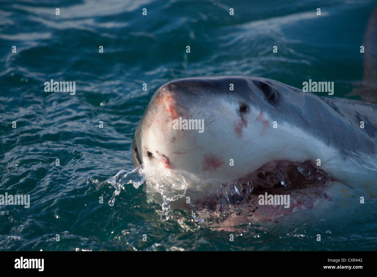 Grande squalo bianco Spyhop fuori l'acqua, Gansbaai, Città del Capo Sud Africa Foto Stock