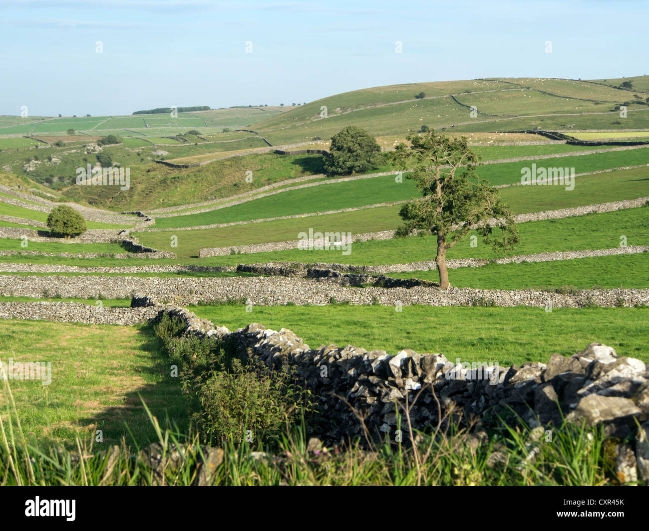 Miglia di calcare muretti a secco di tracciare confini di terreno coltivabile Derbyshire Peak District Inghilterra Foto Stock