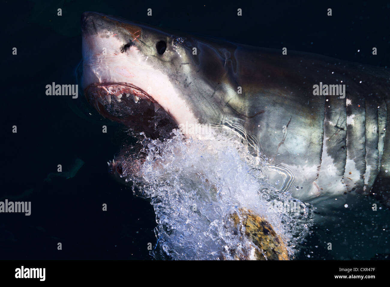 Il grande squalo bianco facendo una parziale violazione fuori dall'acqua in Gansbaai, Western Cape, Sud Africa Foto Stock