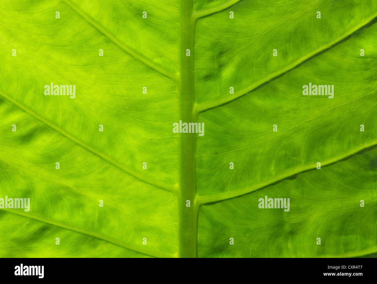 Chiudere fino a un gigante di Taro, alocasia o orecchie di elefante verde foglia texture Foto Stock