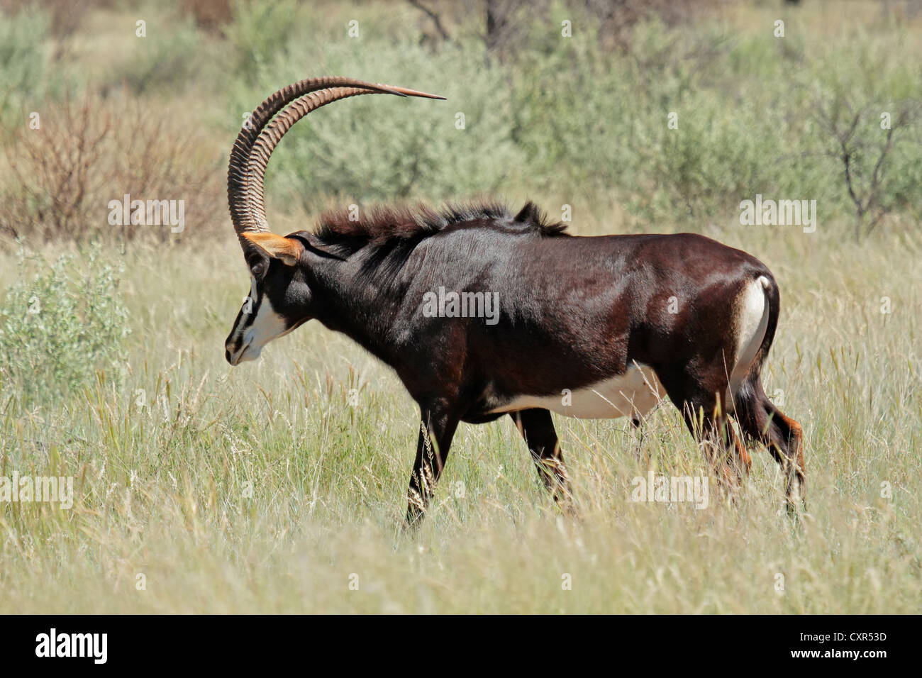 Grande maschio Sable Antelope (Hippotragus niger), Sud Africa Foto Stock