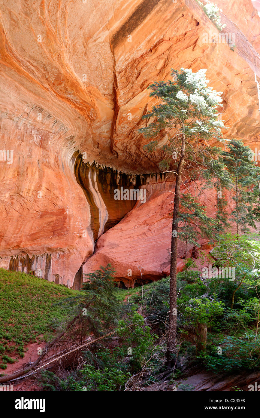 Il doppio arco alcova sbalzo, Taylor Creek Trail, Parco Nazionale Zion, Utah, Stati Uniti d'America Foto Stock