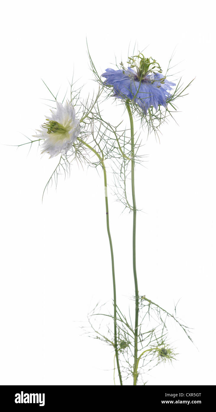 Nigella. Nome comune. L'amore-nel-mist, Devil-in-the-boccola Foto Stock Nigella. Nome comune. L'amore-nel-mist, Devil-in-the-boccola Foto Stock
