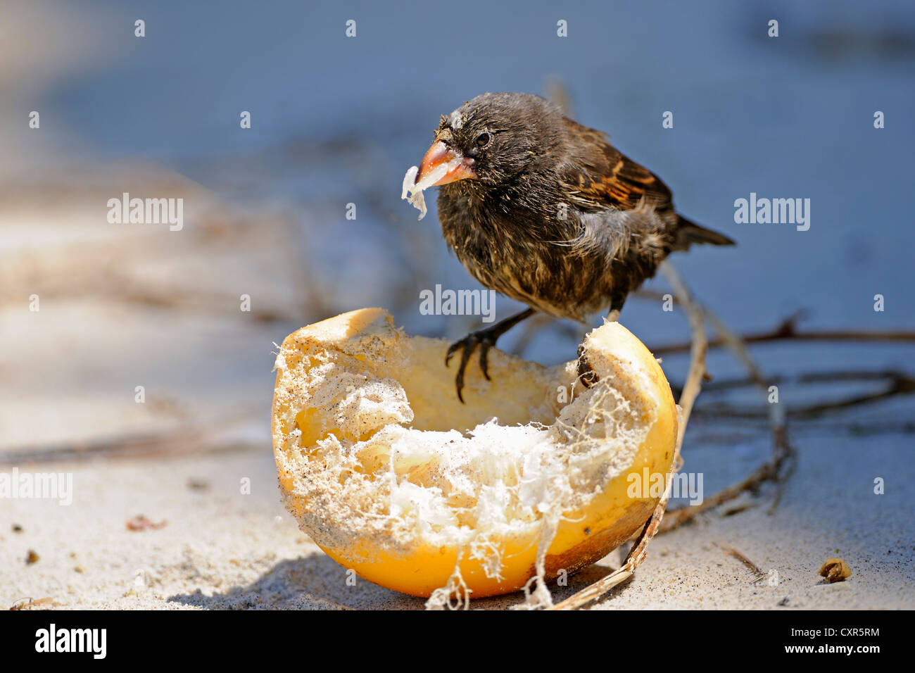 La massa media Finch (Geospiza Fortis), Genovesa Island Isole Galapagos, Sito Patrimonio Mondiale dell'Unesco, Ecuador, Sud America Foto Stock