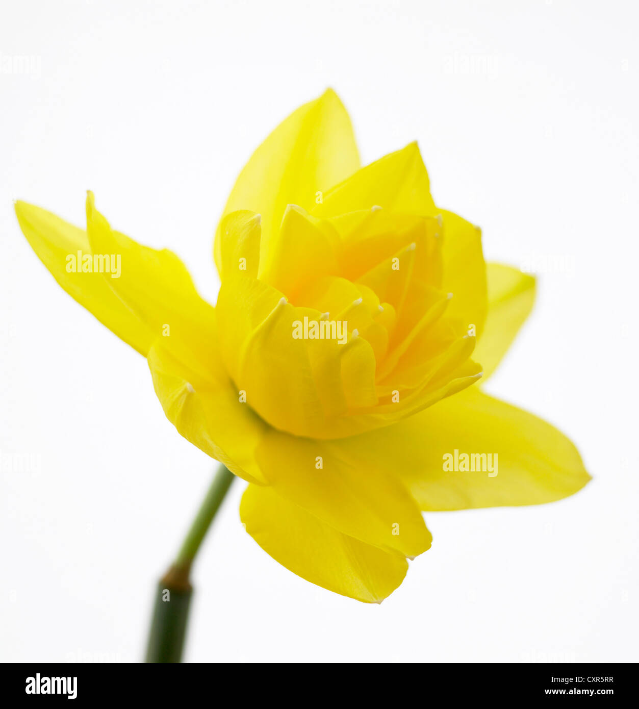 Narcissus 'Martinette' Nome comune Daffodil Foto Stock Narcissus 'Martinette' Nome comune Daffodil Foto Stock