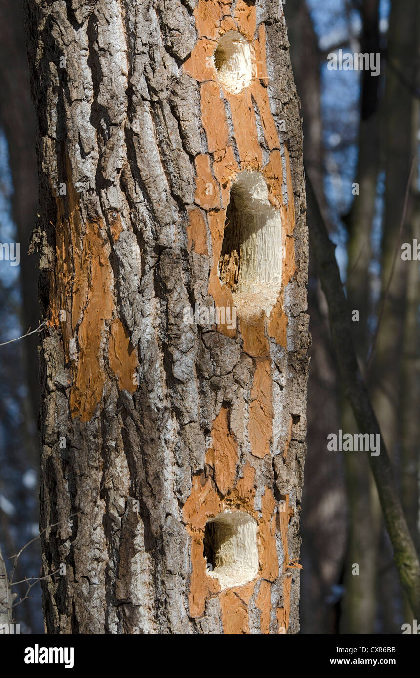 Masticare i segni di un picchio nero (Dryocopus martius), Landschaftsschutzgebiet Tratzberg area di conservazione, Tirolo, Austria Foto Stock