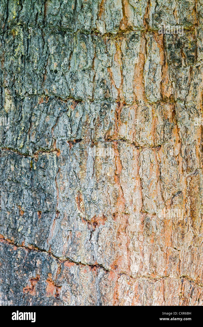 Masticare i segni di un tre-toed Woodpecker (Picoides tridactylus) in una corteccia di albero, Tirolo, Austria, Europa Foto Stock