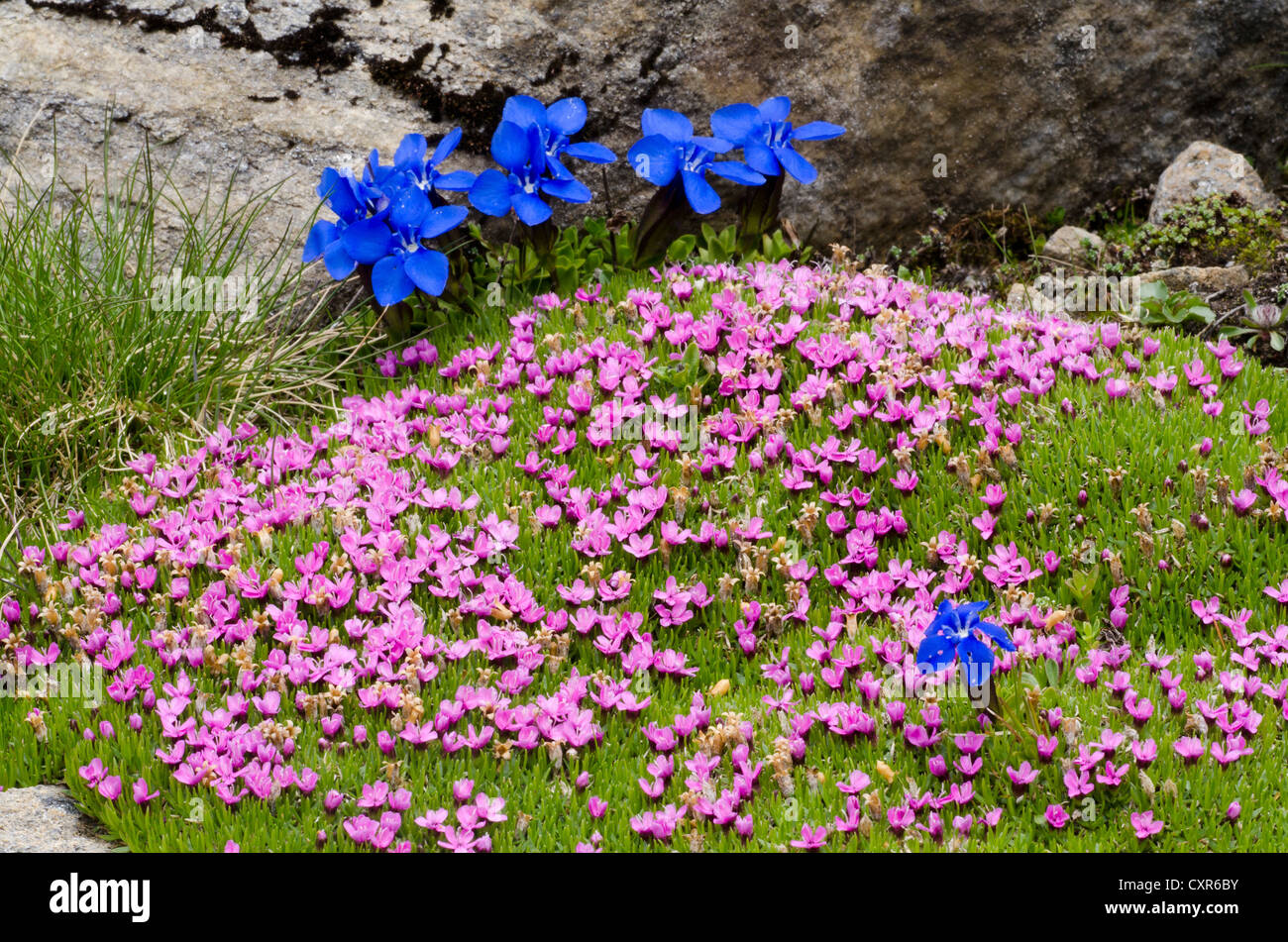 Moss Campion o cuscino rosa (Silene acaulis), Gamsgrube, Parco Nazionale degli Hohe Tauern, Carinzia, Austria, Europa Foto Stock