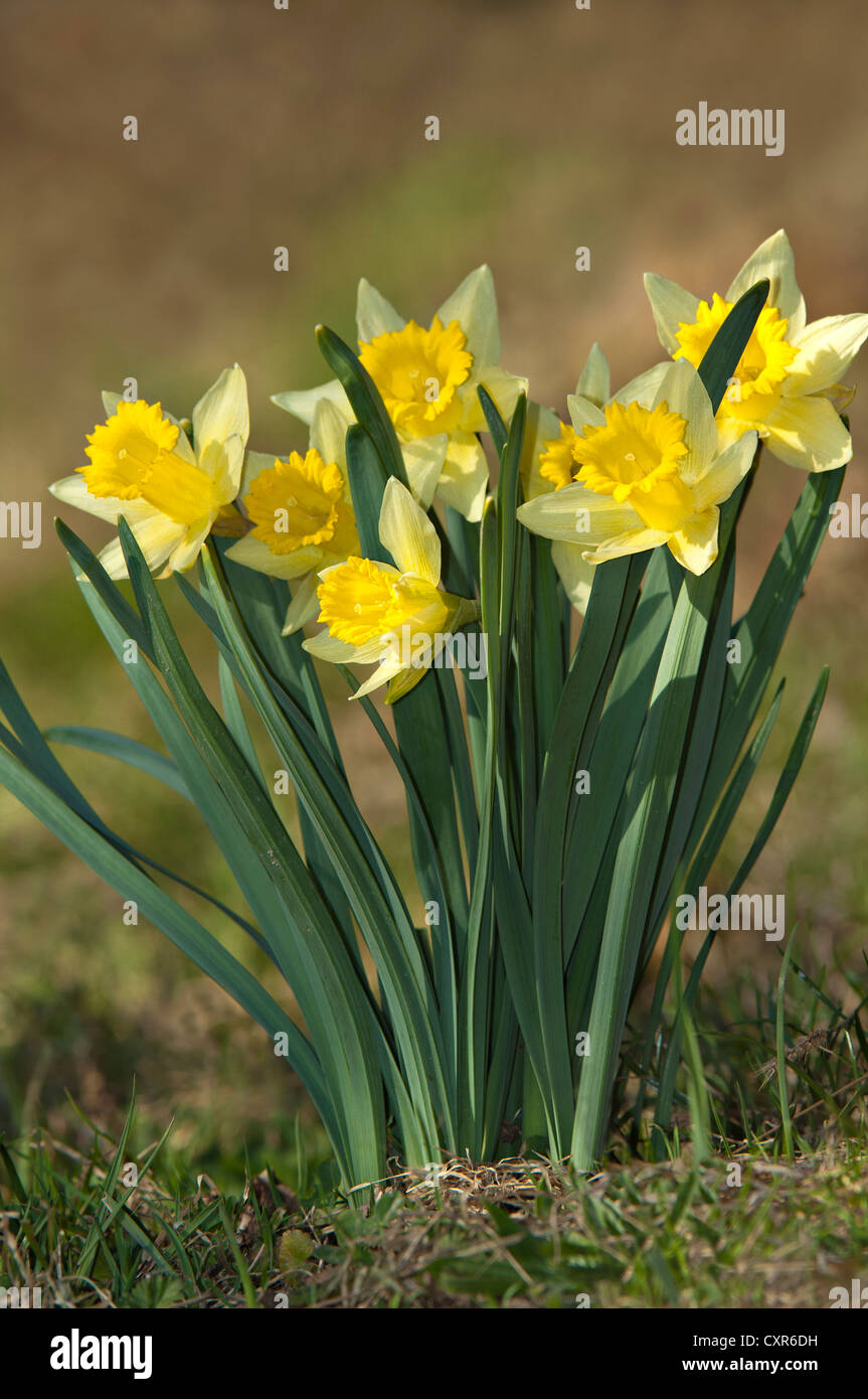 I narcisi selvatici (Narcissus pseudonarcissus), Schwaz, in Tirolo, Austria, Europa Foto Stock