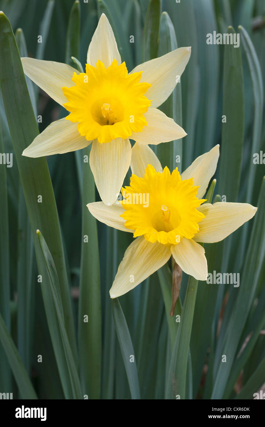 I narcisi selvatici (Narcissus pseudonarcissus), Schwaz, in Tirolo, Austria, Europa Foto Stock