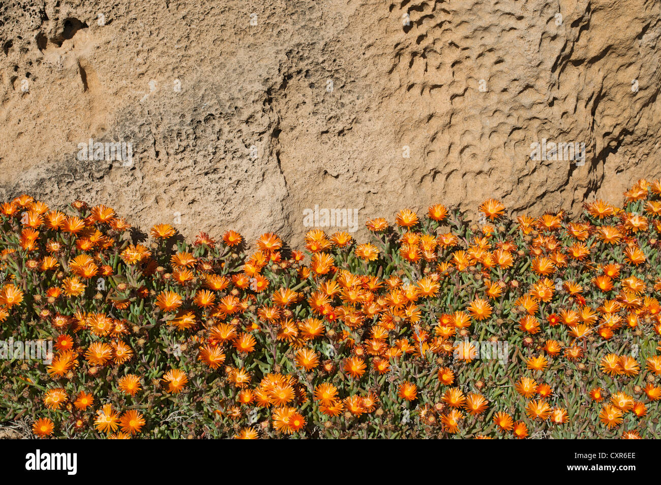 Impianti di pietra (Aizoaceae), la penisola del Sinis, Oristano, Sardegna, Italia, Europa Foto Stock