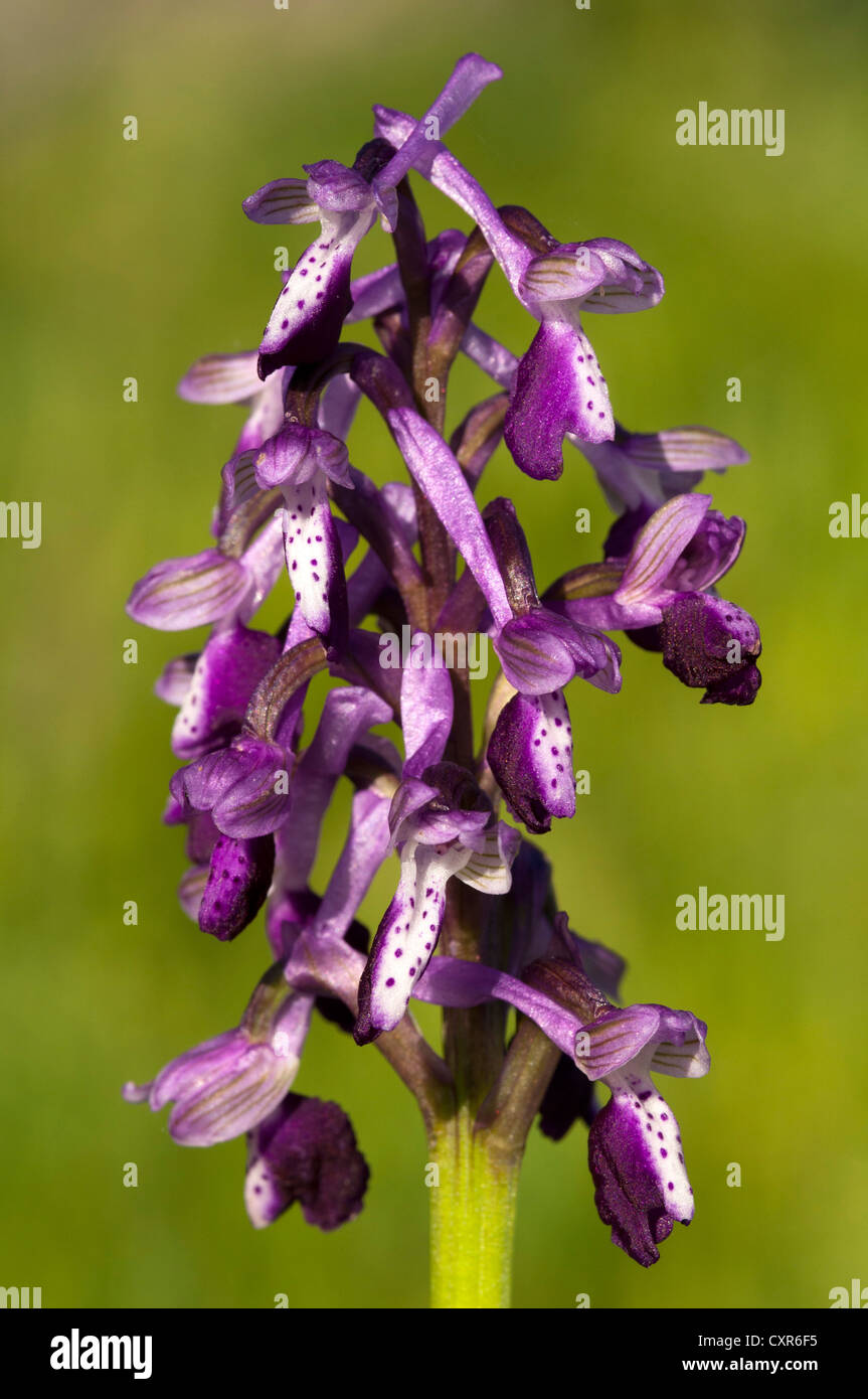 Orchidea cornuta (Orchis longicornu), la penisola del Sinis, Sardegna, Italia, Europa Foto Stock