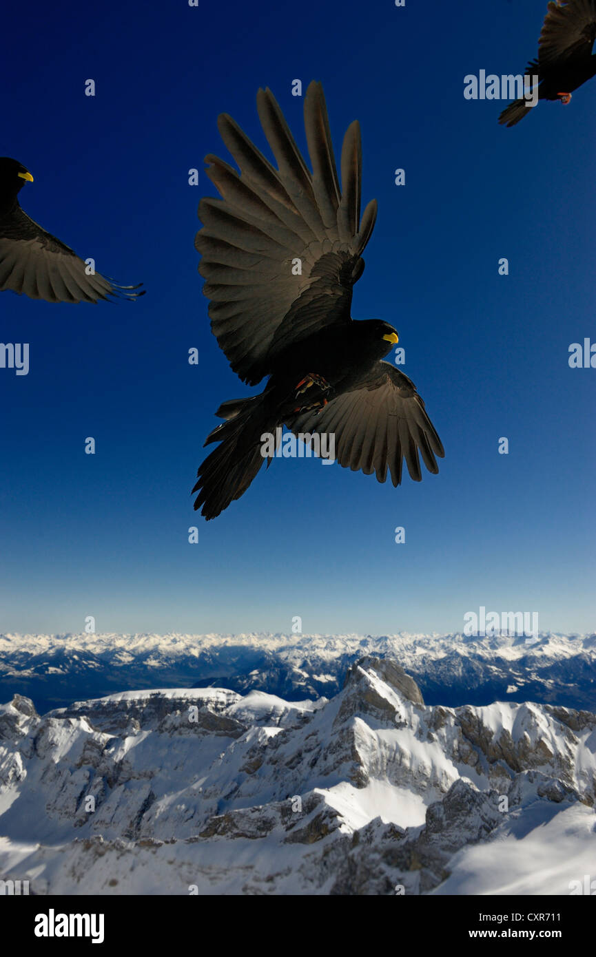 Gracchi alpini (Pyrrhocorax graculus) in volo, montagne sul retro, Saentis montagna, Wildhaus, Appenzell, Svizzera Foto Stock