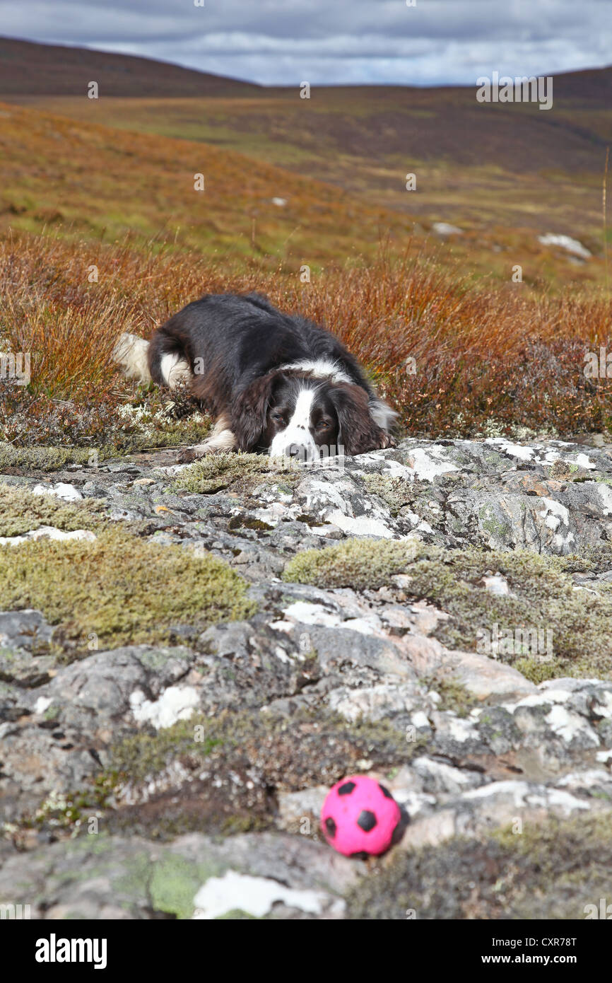 Un collie croce dog guardando la sua palla di gomma su una passeggiata fino a Meallfuarvonie o Meall Fuar-mhonaidh Inverness-shire Scozia Scotland Foto Stock