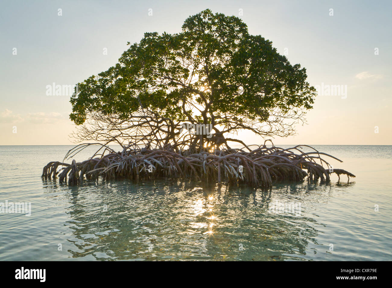 Mangrove tree off sulla spiaggia di Isola di Cayo Levisa, Cuba, America Centrale Foto Stock