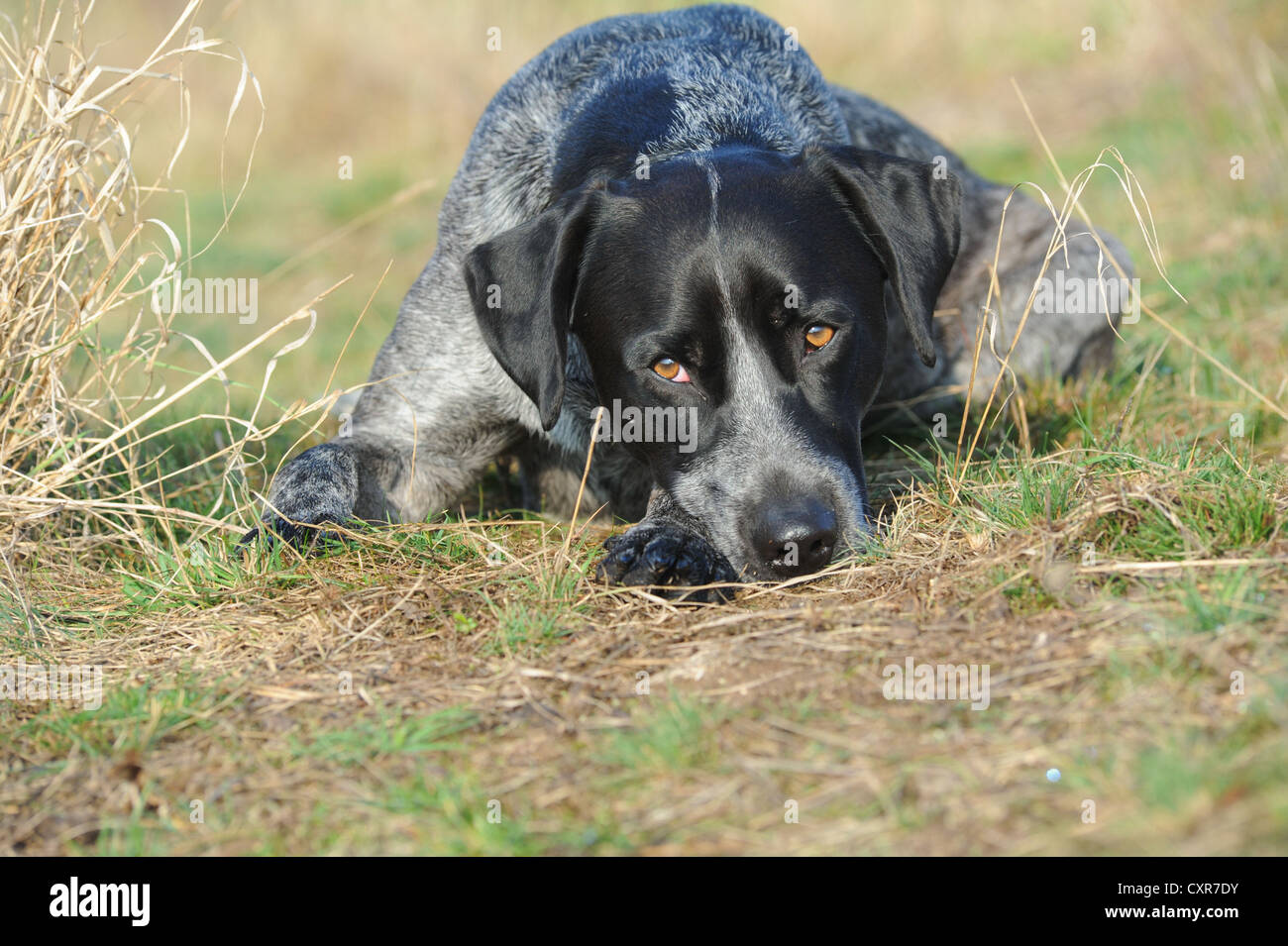 Il Labrador Retriever - Miniature pinscher cross-razza giacente in un prato con la sua testa sulle sue zampe Foto Stock