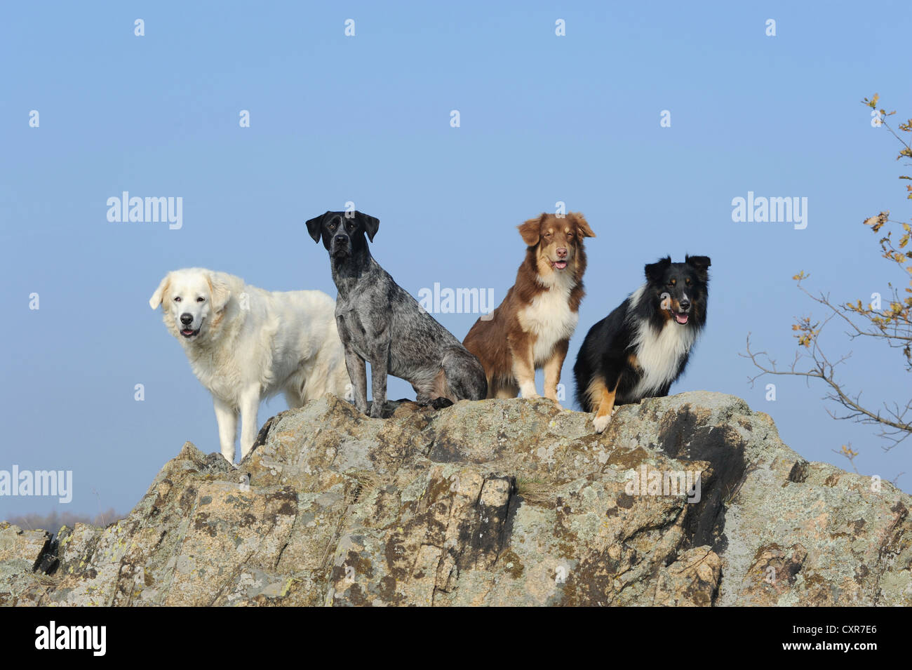 Slovensky Cuvac o Cuvac slovacco, Labrador Retriever - Miniature pinscher cross-razza Shetland Sheepdog o Sheltie e un Foto Stock
