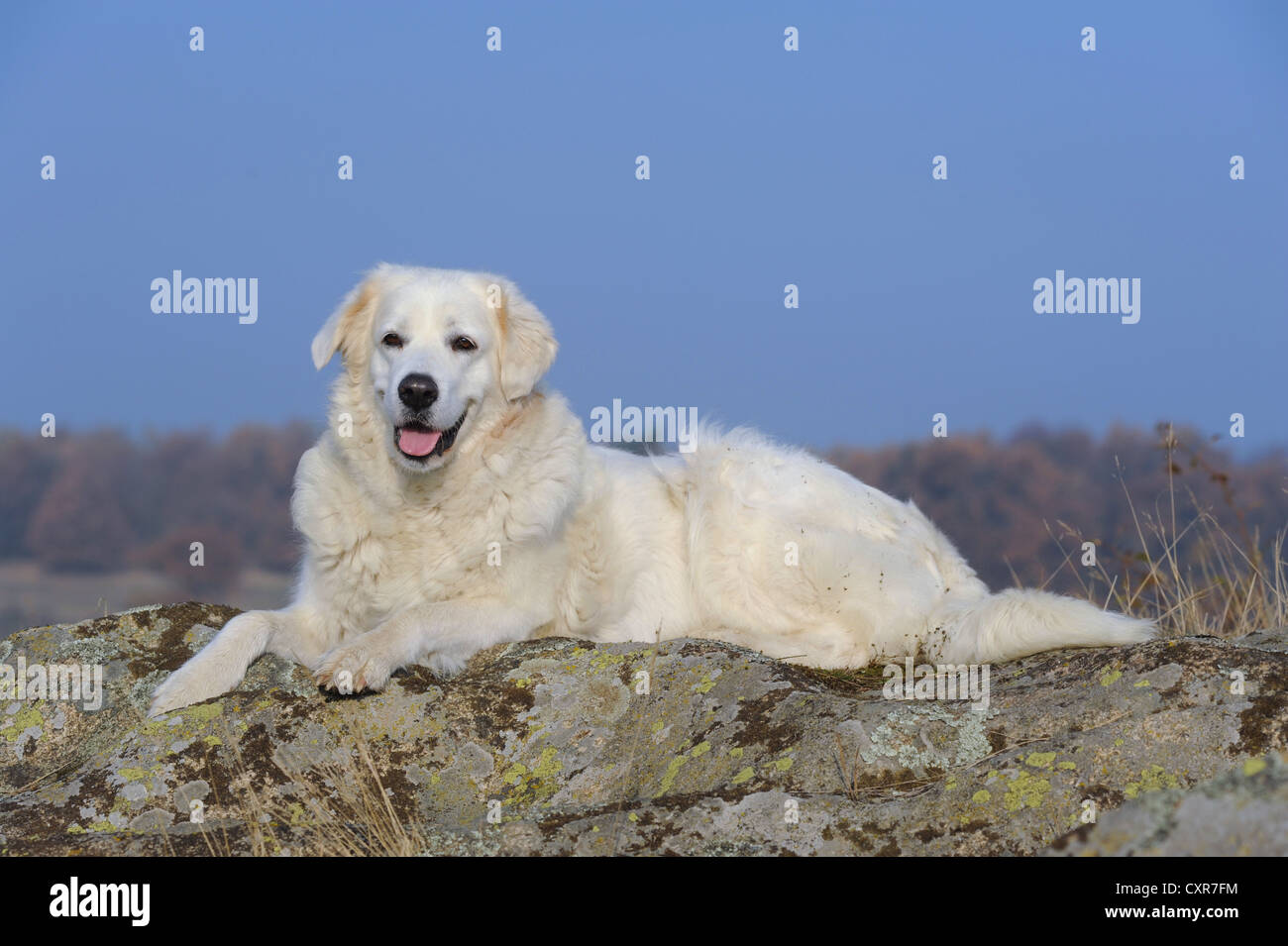 Slovensky Cuvac o Cuvac slovacco giacente su una roccia Foto Stock