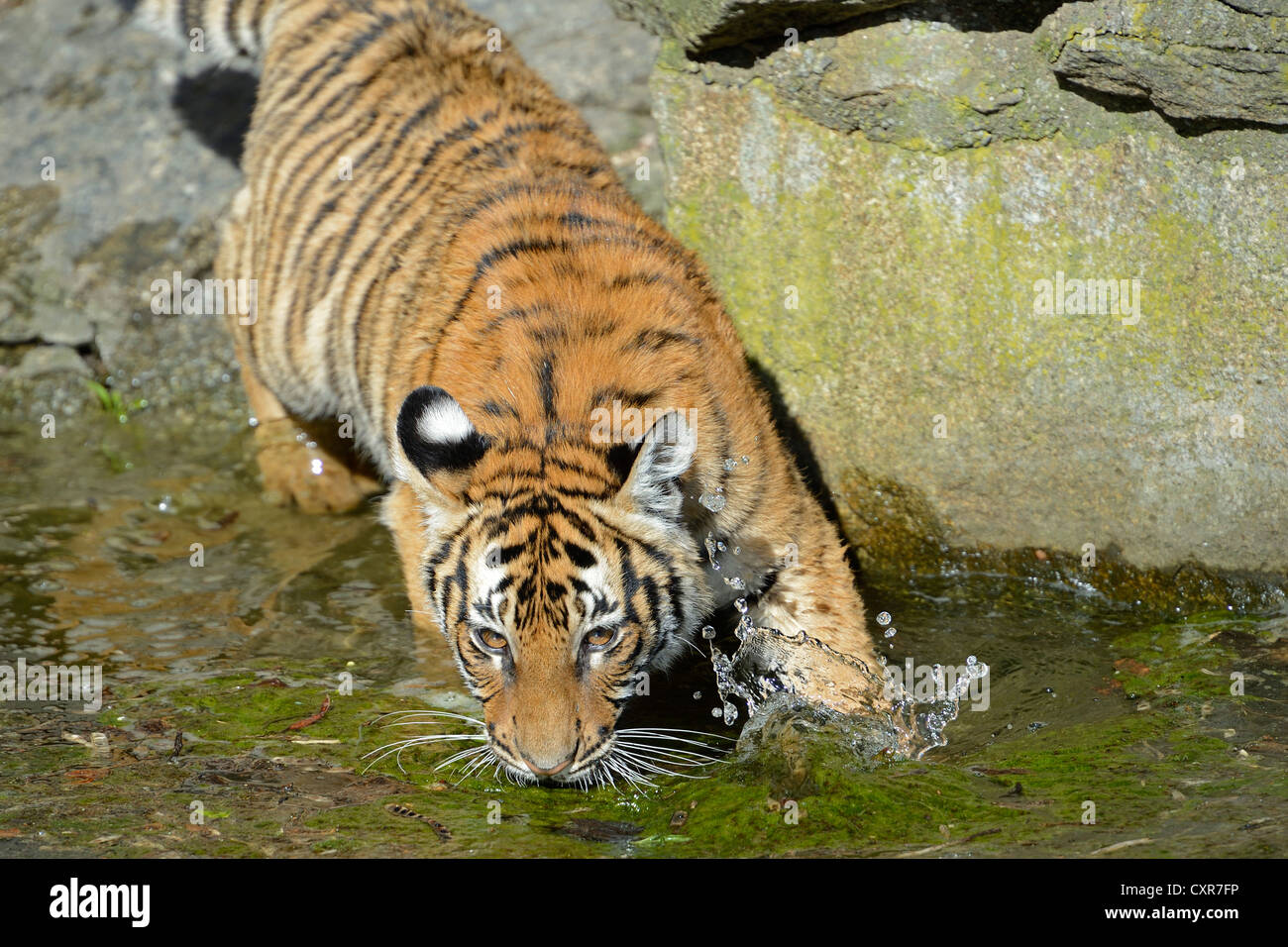 La tigre indocinese o Corbett Tiger (Panthera tigris corbetti), il novellame di bere sul bordo dell'acqua, lo Zoo di Berlino, captive Foto Stock