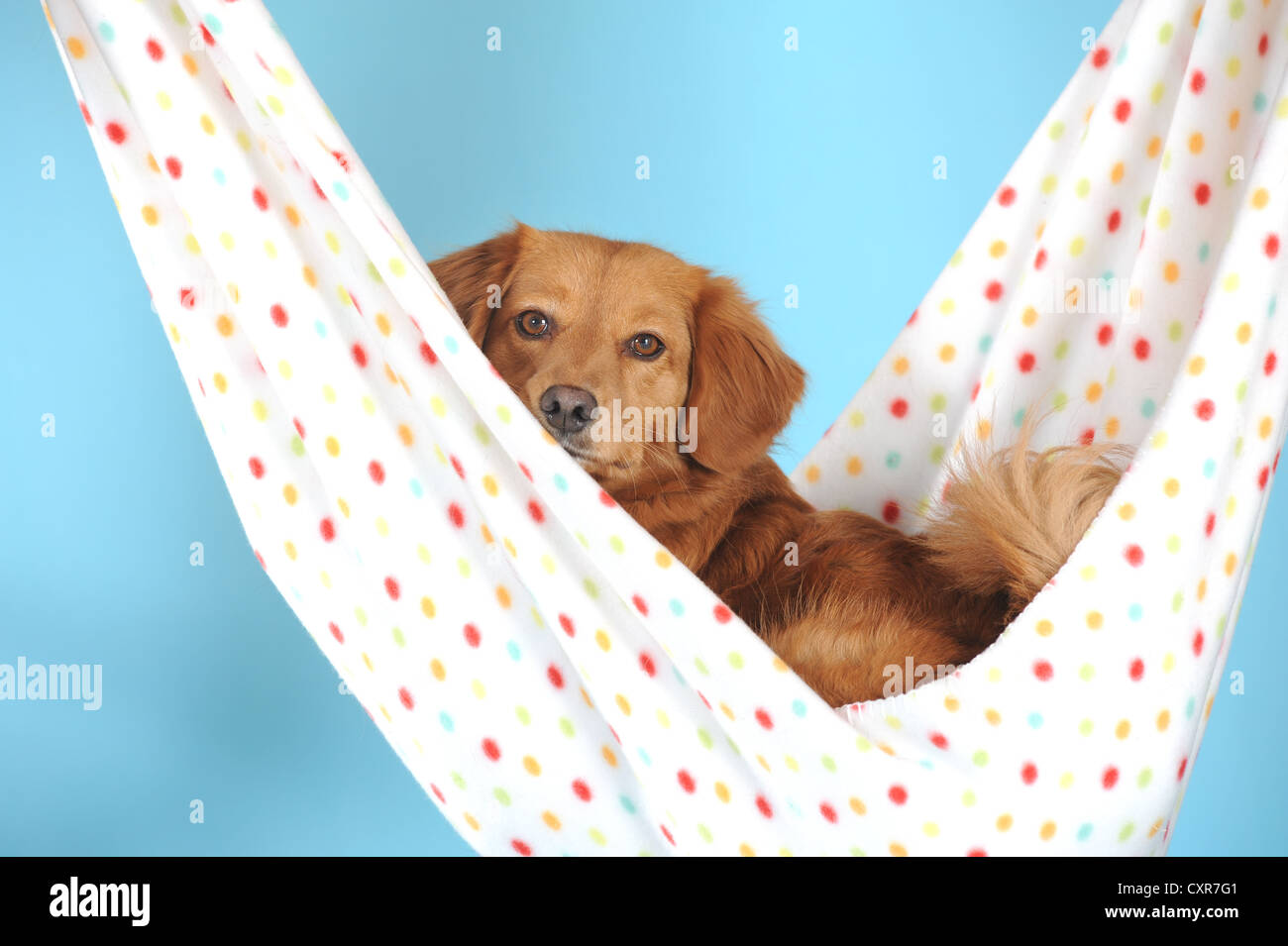 Mixed-razza cane giacente in un colorato amaca Foto Stock