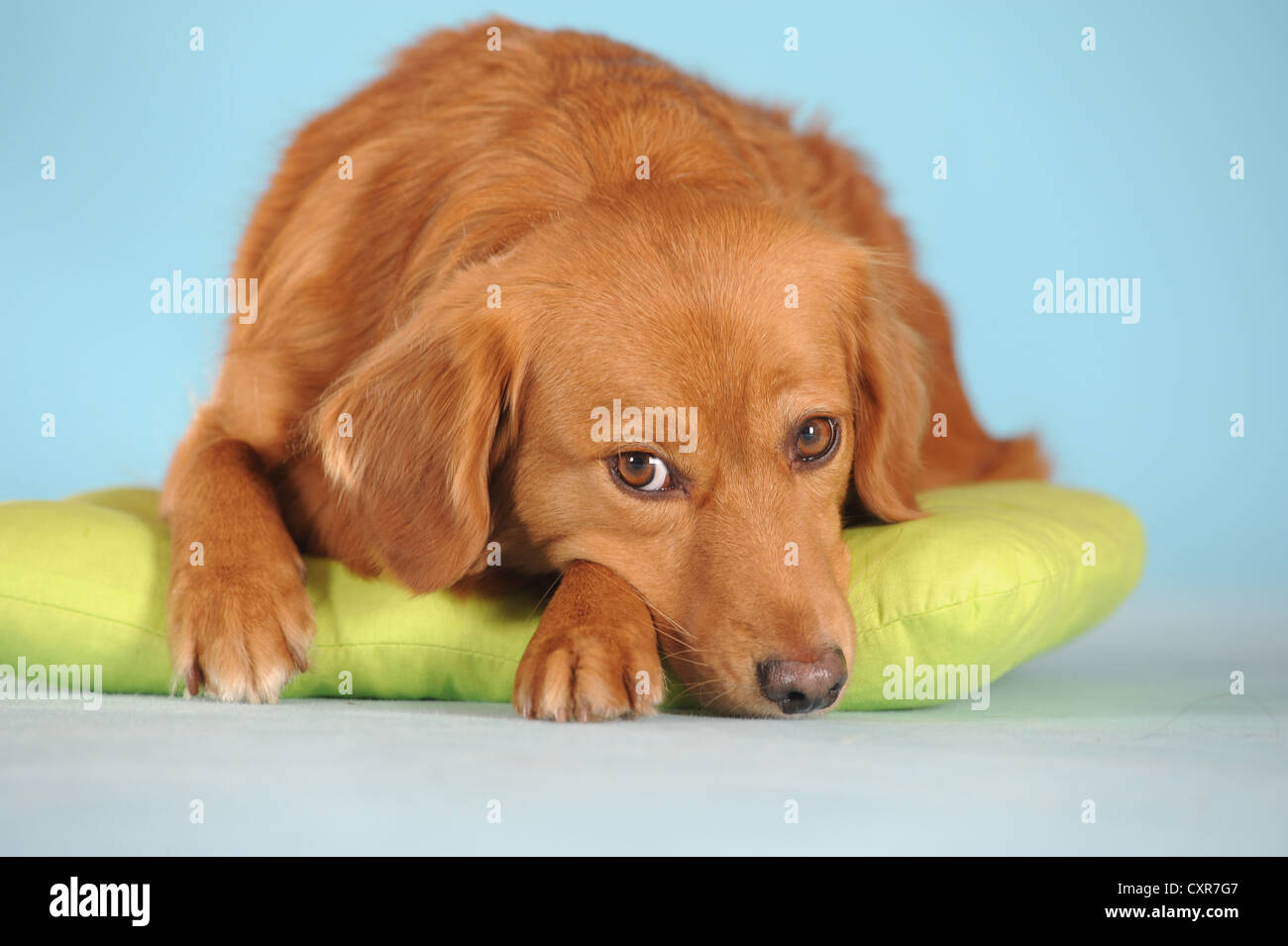 Mixed-razza cane sdraiato su un cuscino verde Foto Stock